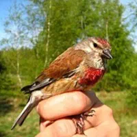 سهره سینه سرخ