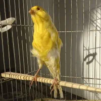 قناری خدایی  بهترین قناری‌های آواز و ماده های جوان