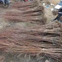 نهال و گل بیرونی|خدمات باغبانی و درختکاری|اسلامشهر, شاطره|دیوار