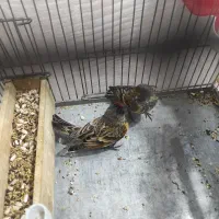 دوتا گلبسر گلدار