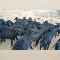 بره ماده قره قزل گوسفند میش قوچ شیشک افشار دوقلو