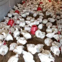 فروش مرغ گوشتی|حیوانات مزرعه|قائمشهر, |دیوار