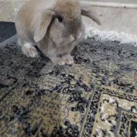 خرگوش لوپ