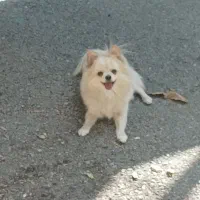 پامر عروسکی خرسی|سگ|کرج, کوی کارمندان جنوبی|دیوار