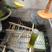 مرغ عشق مولد برای جوجه کشی و هر دو تقریبا دستی|پرنده|مرودشت, فرهنگ|دیوار