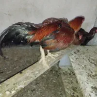 خروس ومرغ لاری