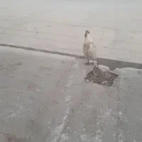 خروس محلی سنگین وزن