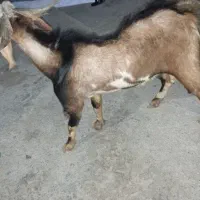 نری تالی