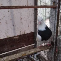 طوقی مشکی نر|پرنده|خرم‌آباد (تنکابن), |دیوار