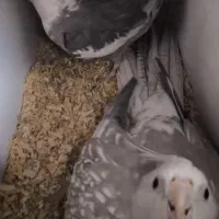 عروس هلندی سفید دست آموز نیم سخنگو