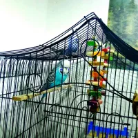 مرغ عشق انگلیسی|پرنده|بابل, |دیوار