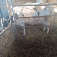 گاو هلشتاین گاو ابستن گاو گوساله