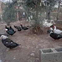 اردک اسرائیلی (روسی)