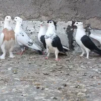 کفتر