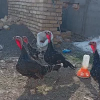 چهار عدد بوقلمون همشون باهم3500