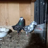 کبوتر نامبروان