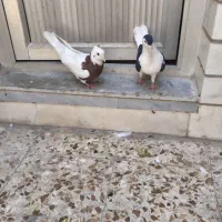دوعدد کبوتر