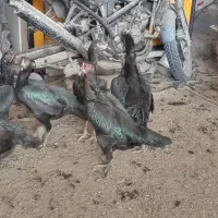 تخم مرغ لاری نطفه دار نسل خوب|حیوانات مزرعه|کرج, حسن آباد|دیوار