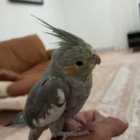 عروس هلندی نر