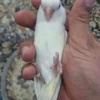 کوتوله برزیلی دستی|پرنده|صدرا-فارس, فاز ۱|دیوار