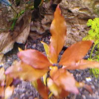 گیاه و‌ گوپی|ماهی|مشکین‌دشت, |دیوار