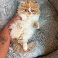 پرشین سوپرفلت دختر|گربه|شیراز, زرهی|دیوار