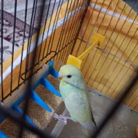 دوعددمرغ عشق جوان وسرحال