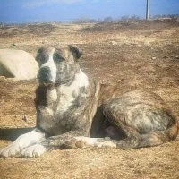 سگ خراسانی پرخون