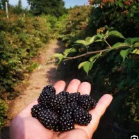 مرباتمشک|عمده‌فروشی|زابل, |دیوار