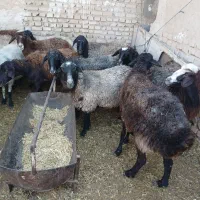 ۳۰ راس میش داشتی چاق