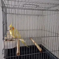 عروس هلندی زعفرانی چشم شرابی