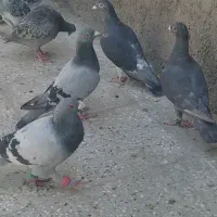 تربت حیدریه|پرنده|تربت‌حیدریه, شهید بهشتی|دیوار