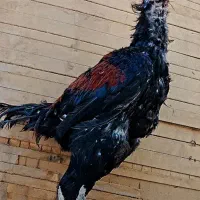 خروس افغانی خالص