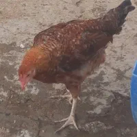 فروش دو تا مرغ  جوون ۴ و ۵ ماهه  صحیح سالم|پرنده|فیروزکوه, |دیوار