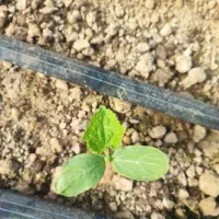 فروش موتور برق ۳ فاز چینی ژیانک دانگ