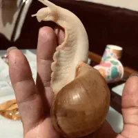 حلزون آلبینو آچاتینا