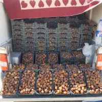 رطب برحی ابادان