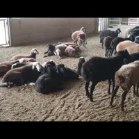 فروش میش وبره|حیوانات مزرعه|شاهدشهر, |دیوار