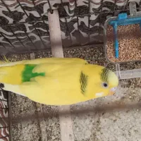 مرغ عشق نر|پرنده|فسا, |دیوار