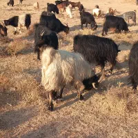 بز کهره دار جوان