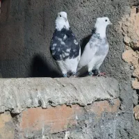 طوقی کاکولی