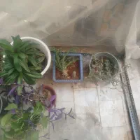 آدنیوم سایز ۶و ۸ قلمه پتوس ارتشی  بونسای و کاکتوس|گل و گیاه طبیعی|یزد, |دیوار