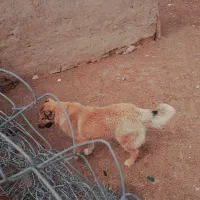 سگ خراسانی معاوضه با کفتر