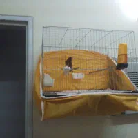 فروش قناری ابلغ|پرنده|رشت, صفاری|دیوار