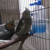 عروس هلندی با قفس رایگان