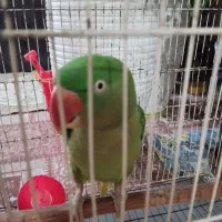 طوطی سخنگو|پرنده|بندرلنگه, |دیوار