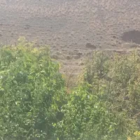 1700 باغچه جاده چالوس|فروش زمین و ملک کلنگی|آسارا, |دیوار