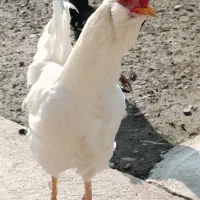 خروس زینتی ریش دار