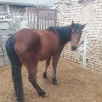 اسب گلگی آبستن فروشی|اسب و تجهیزات اسب‌سواری|مشهد, شهرک بهارستان|دیوار