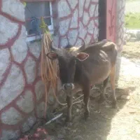 گاو چالوسی ۸ماه آبستن        لیشه ورزا